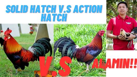 Training Gamefowl for Sabong Fights: Techniques  .